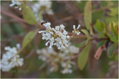 Wendlandia thyrsoidea